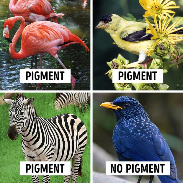 The color of animals contains pigments related to the food they eat every day.