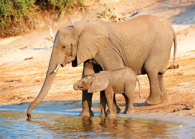 Named elephants as calves or mothers