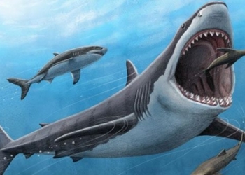 megalodon monster or white shark swims faster than 135795