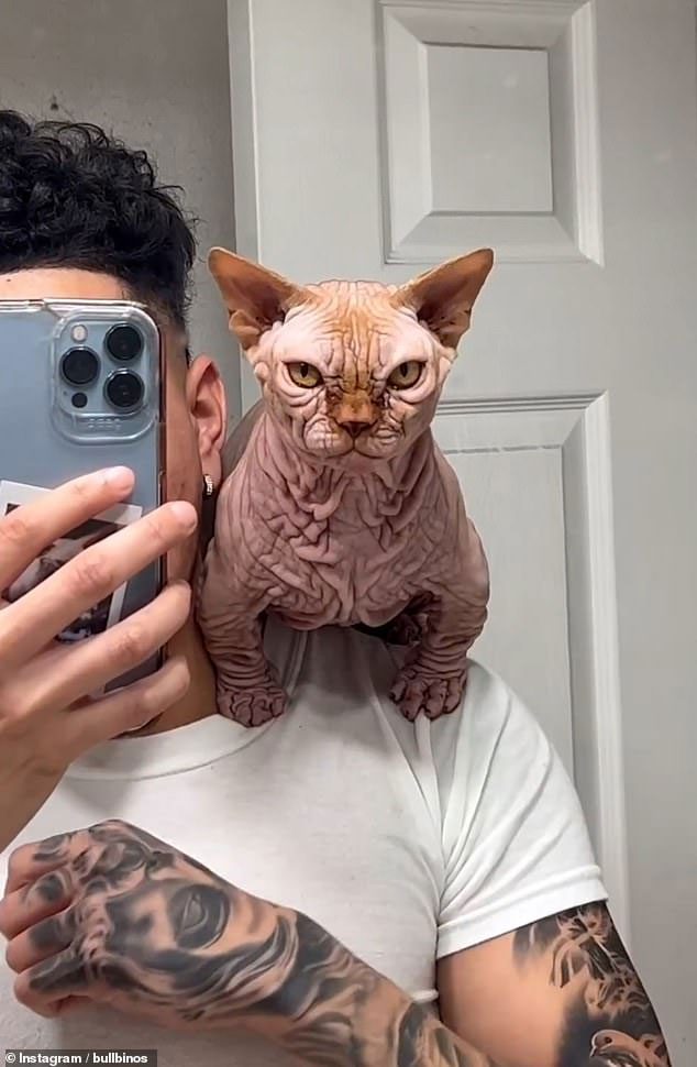 These are actually bred Sphynx cats.