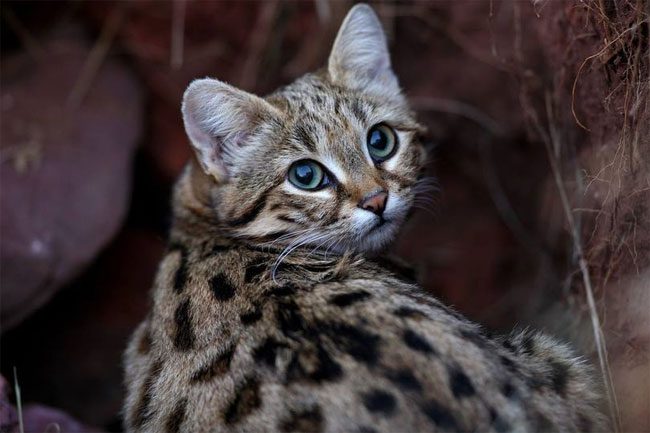 This black-footed cat is facing several threats caused by humans