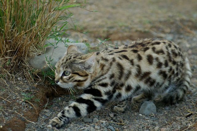 Black-footed cat silently hunting among bushes.