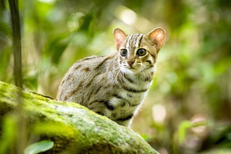 Rusty-spotted Cat (Prionailurus rubiginosus)