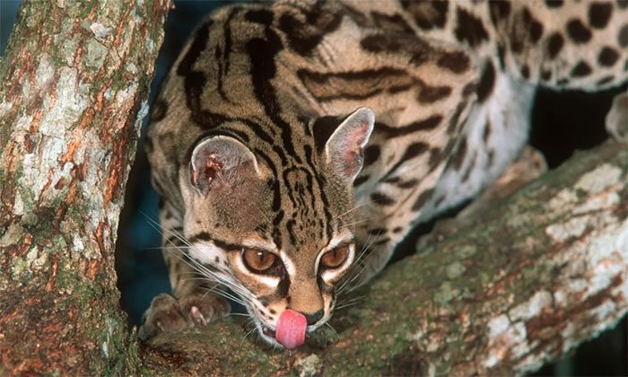 Margay Cat