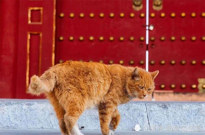 The "Imperial Cats" raised inside the Forbidden City to catch mice.