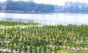 methods to clean lakes using chinas technology 2633