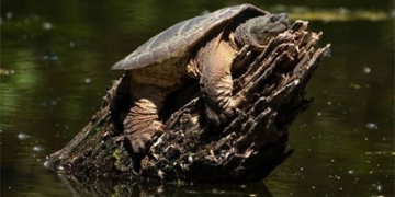 monster foreign dangerous appeared in vietnam now flooded china 122079