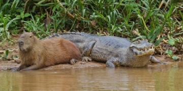 mouse no application among crocodiles confident not being hunted due to these special abilities 126859