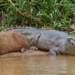 mouse no application among crocodiles confident not being hunted due to these special abilities 126859