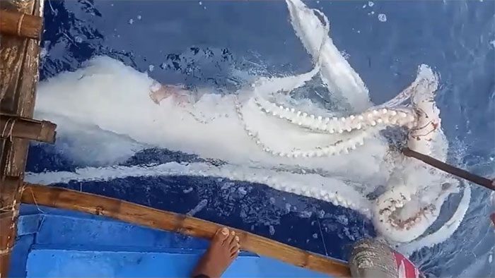 A giant squid measuring 4.6 meters long, weighing 50kg.