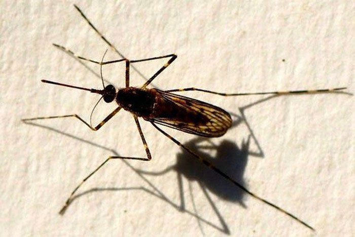 Male Midge Mosquito often gets "overpowered" by females during mating.