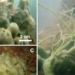 mysterious creatures under the sea of vietnam identified by scientists as a new species 128379