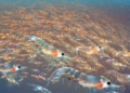 mysterious shrimp species 300 million tons per year still not disclosed 124672