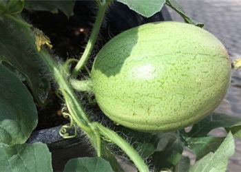 mystery about the origin of watermelons may have been answered 113841