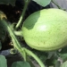 mystery about the origin of watermelons may have been answered 113841