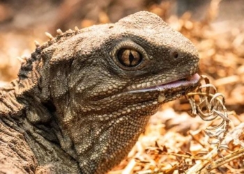 mystery about tuatara species confirmed to have survived since the dinosaur era with third eye 136317