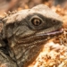 mystery about tuatara species confirmed to have survived since the dinosaur era with third eye 136317