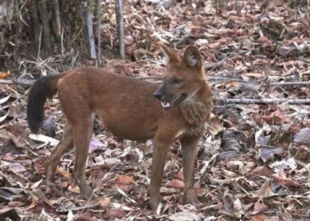 mystery of the chinese forest dog compared to the stronger husky 122373