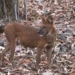 mystery of the chinese forest dog compared to the stronger husky 122373