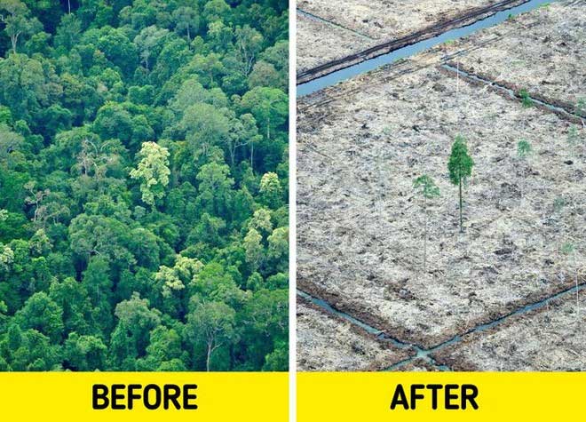 Deforestation in Indonesia