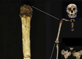 new discovery shows shorter hobbit people 136008