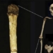 new discovery shows shorter hobbit people 136008