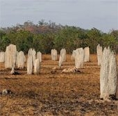 new graveyard not large in australia 51609