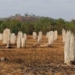 new graveyard not large in australia 51609