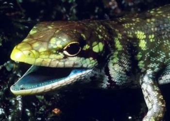 new guinea snake has extremely rare phenomenon occurring 40 times in humans still not sick 135459