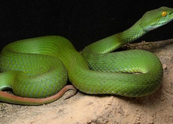 new species of snake discovered in vietnam 135995