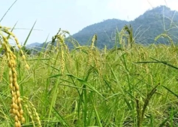 new variant of rice can survive drought 108567