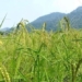 new variant of rice can survive drought 108567