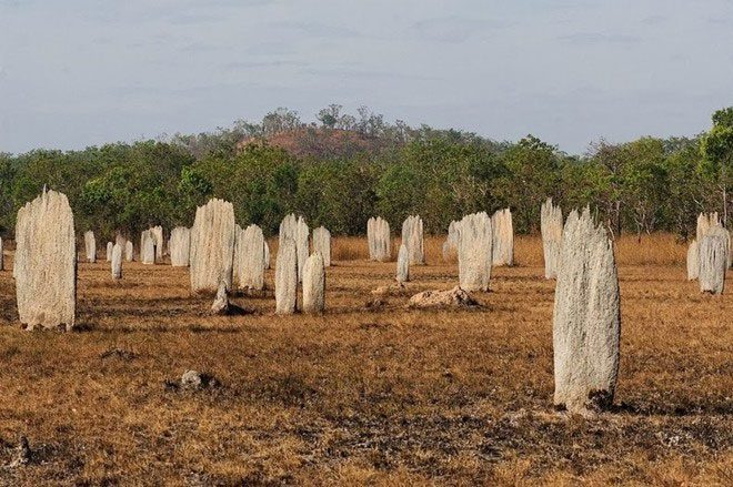 Giant Termite Graveyard in Australia