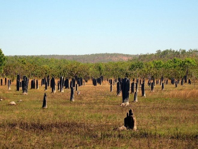 Giant Termite Graveyard in Australia