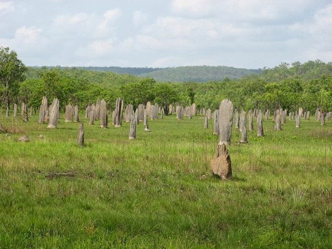 Giant Termite Graveyard in Australia