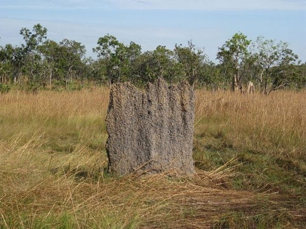 Giant Termite Graveyard in Australia