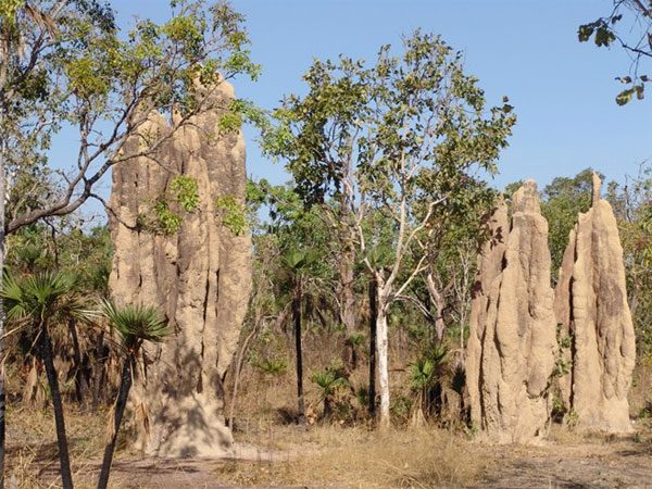 Giant Termite Graveyard in Australia