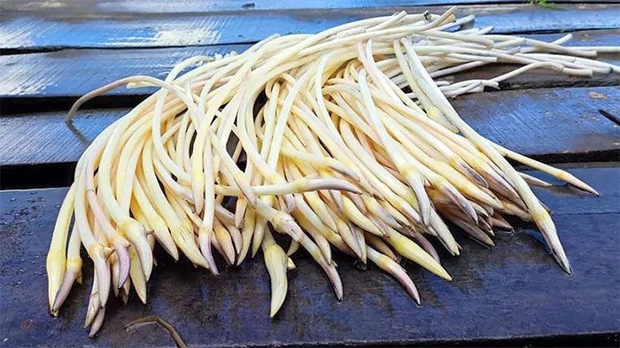 Harvesting lotus root