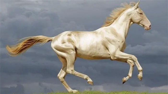 The Akhal-Teke horse today is believed to be the blood-sweat horse of the Dayuan people.