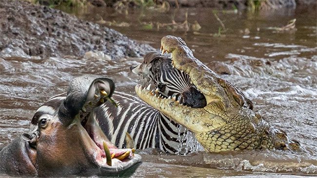 A herd of hippos rushes to attack crocodiles, rescuing a herd of zebras.