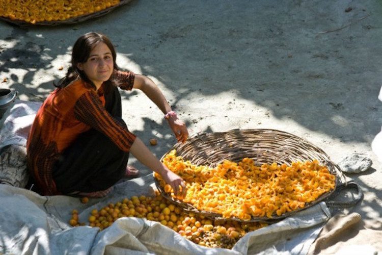 The Hunza people survive on dried apricot juice for 2-4 months.