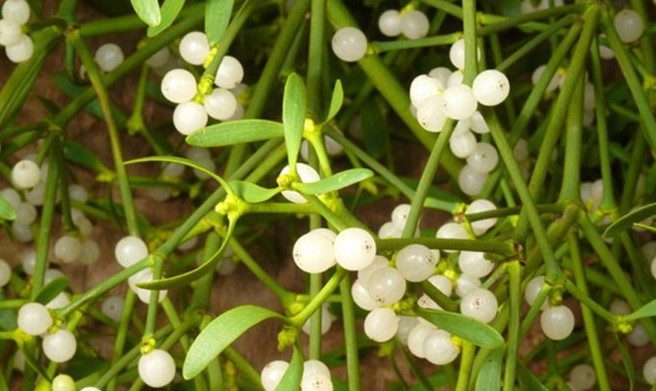 Placing mistletoe under the pillow to wish for love.