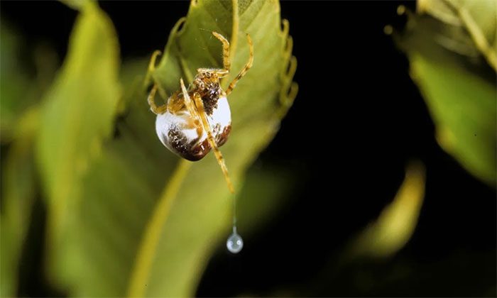 Female Bolas Spider