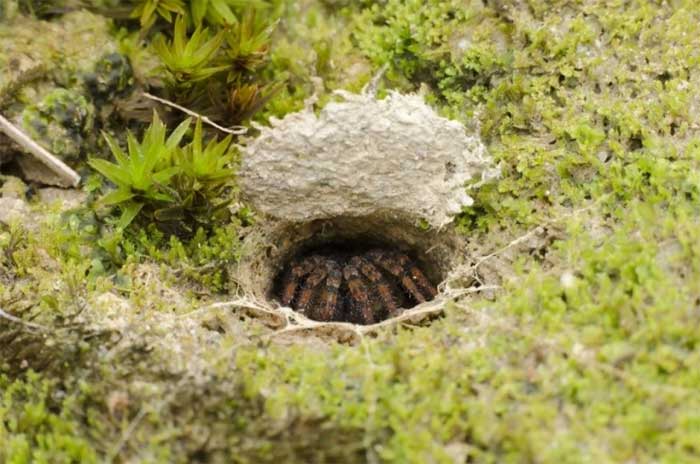 Trapdoor Spider