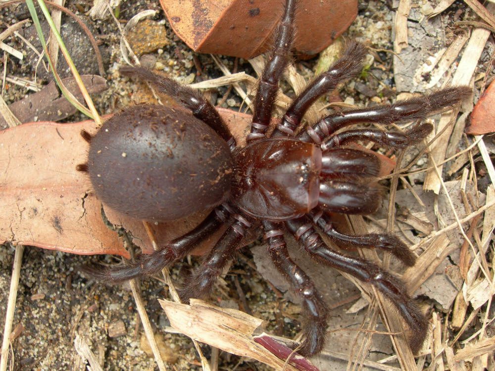 Venomous Spider