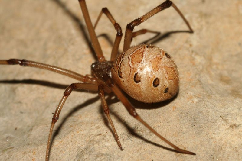 Venomous Spider