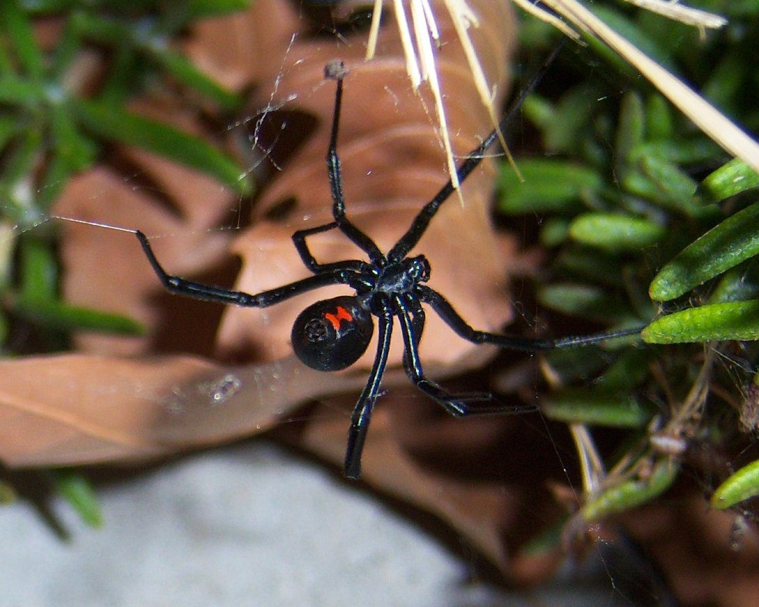 Venomous Spider