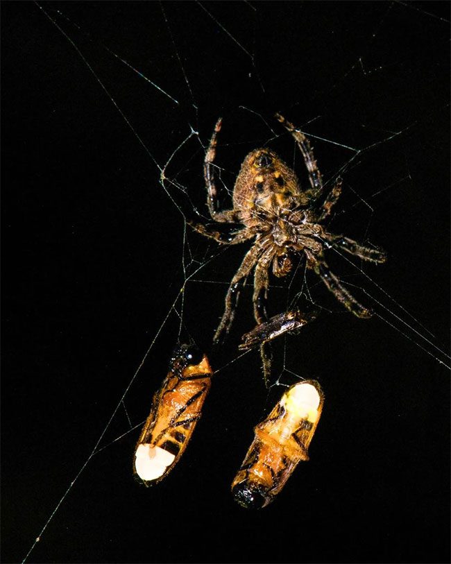 Unique predatory behavior of web-spinning spiders in China.