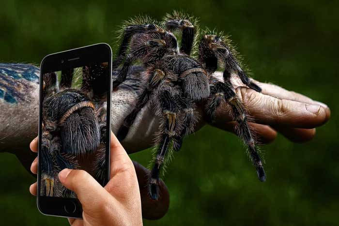 The giant spider is also known as the bird-eating spider