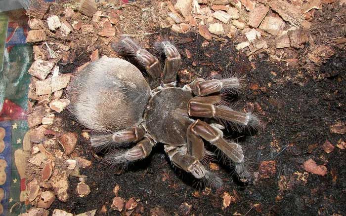 During this time, spiderlings can molt five or six times as they grow.